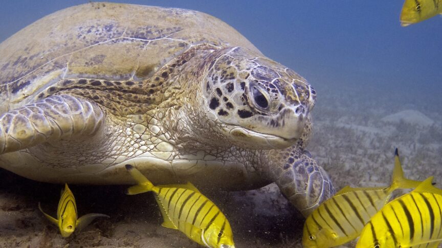Unterwasserwelt in marsa alam aegypten maerz 2012