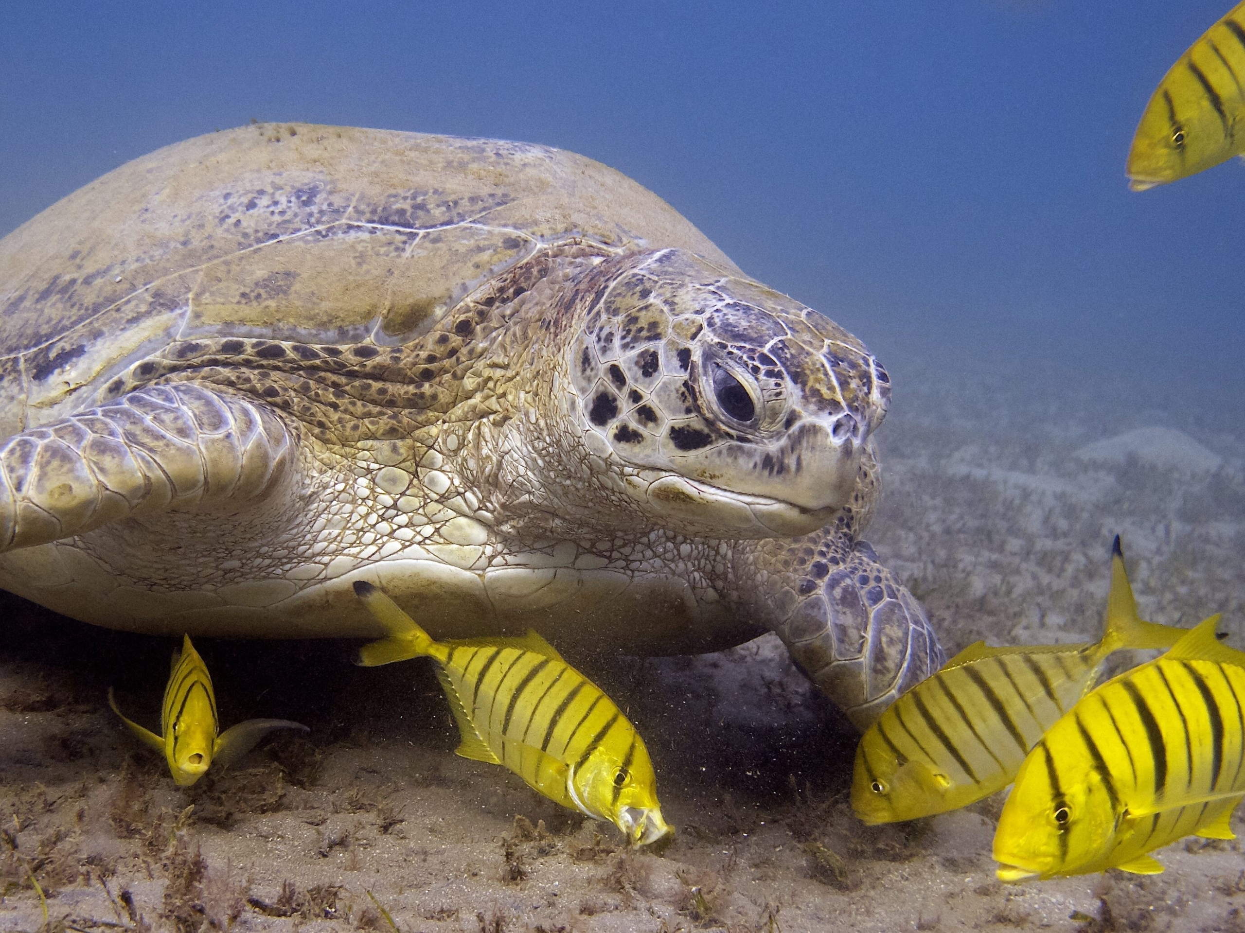 The turtle and the pilot fish: How the EU and Italy can help each other in the Mediterranean