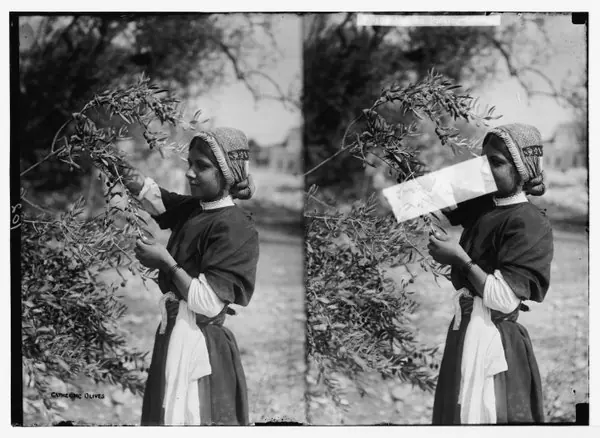 Palestinian girl harvesting olives, ca 1900